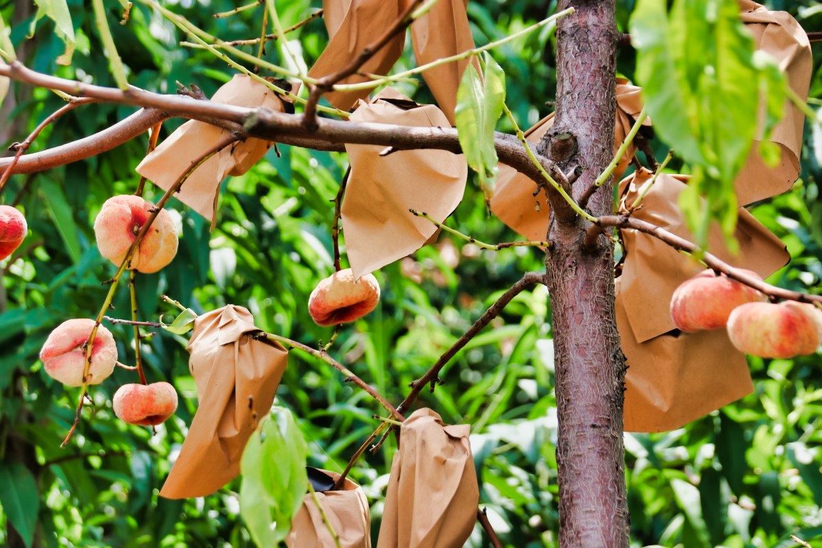 Mit Papiertüten geschütze Pfirsiche am Baum