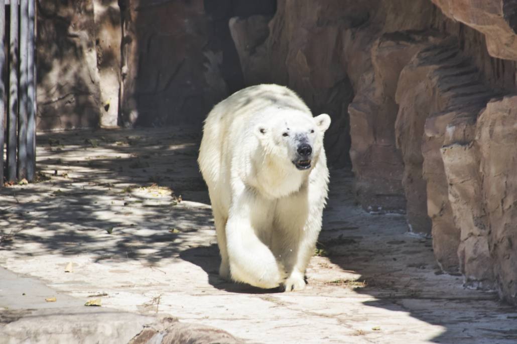 Eisbär in Pekings Zoo