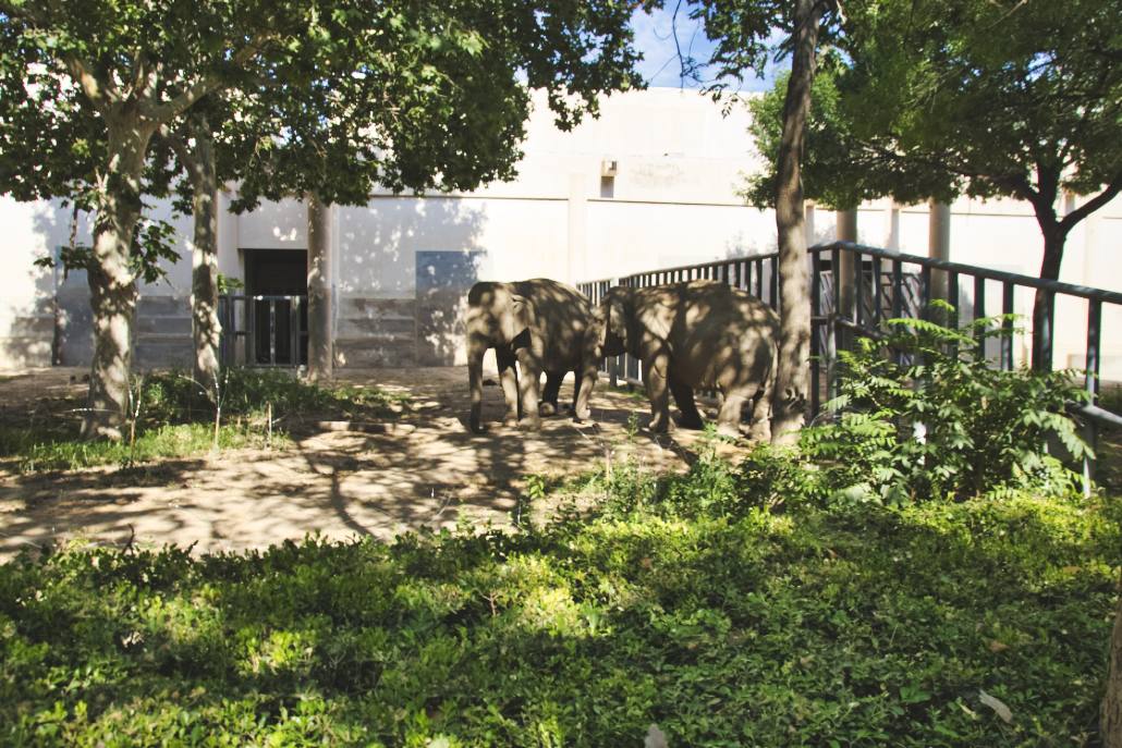 Elefanten in Pekings Zoo