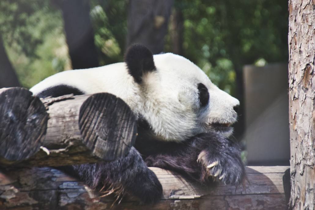 Panda auf Spielgerät im Freigehege
