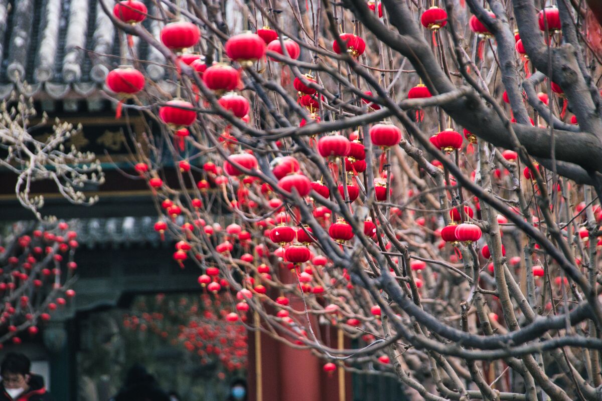 Hunderte kleiner roter Lampions in einem kahlen Baum, im Hintergrund ist ein traditionelles chinesisches Gebäude zu erkennen